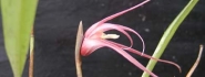 Maxillaria aff. M.lepidota